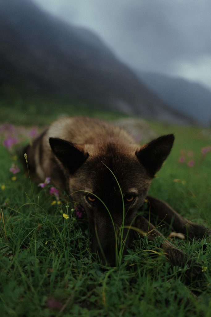 Auf einer Bergwiese liegt ein junger, brauner Wolf mit bernsteinfarbenen Augen.