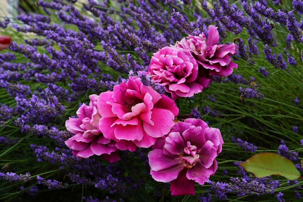 pinke Blumen und lilaner Lavendel