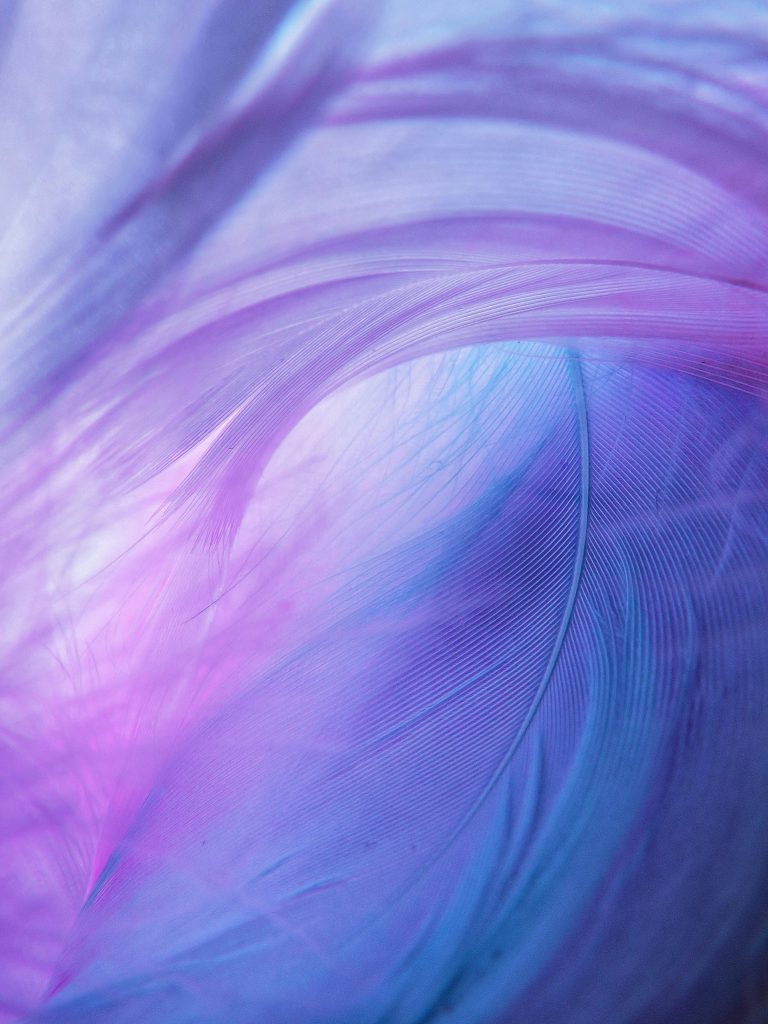 Man sieht eine Feder, die rosa-blau schimmert.