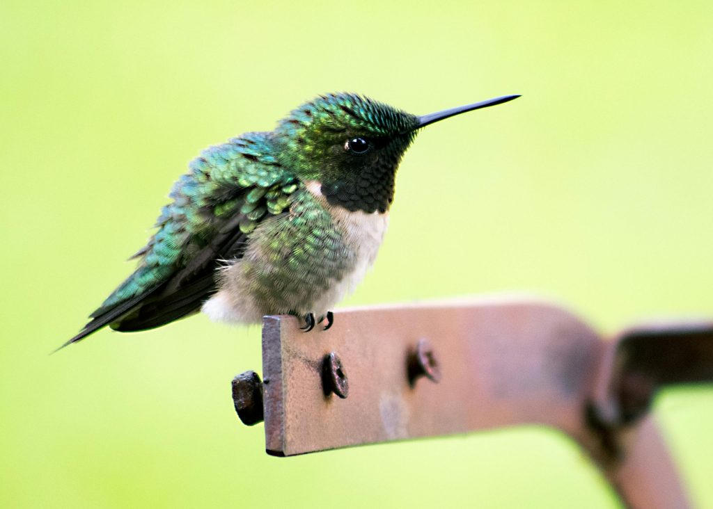Ein kleiner, aufgeflauschter Kolibri mit kürkis-grün-schimmerndem Federkleid sitzt auf einem Vorsprung.
Geborgenheit