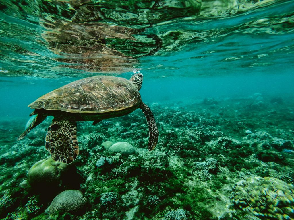 Unter Wasser:
steiniger, rauer, mit Algen bewachsener Meeregrund, flaches Wasser, eine schwimmende Schildkröte