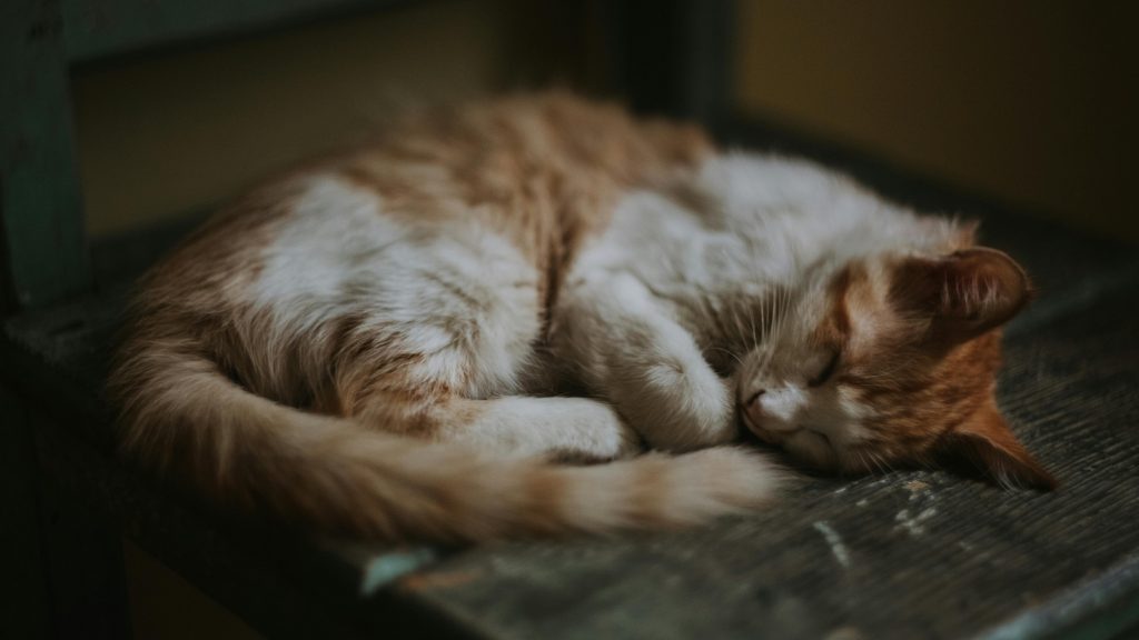 Au einem dunkelbraunen Holzstuhl liegt eine zusammen gekringelte weiß-orange Katze und schläft.