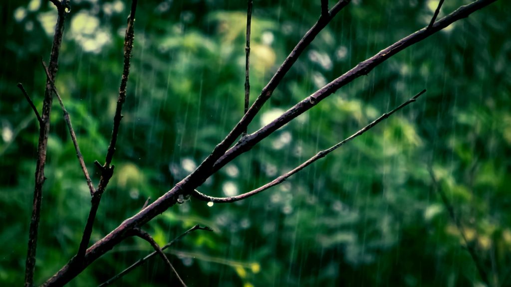 der Ausschnitt eines Astes ohne Blätter
Hinter ihm befinden sich unscharf Bäume mit dunkelgrünen Blättern.
Dazwischen fällt der Regen in Streifen herunter.
An dem Ast hängt ein Wassertropfen