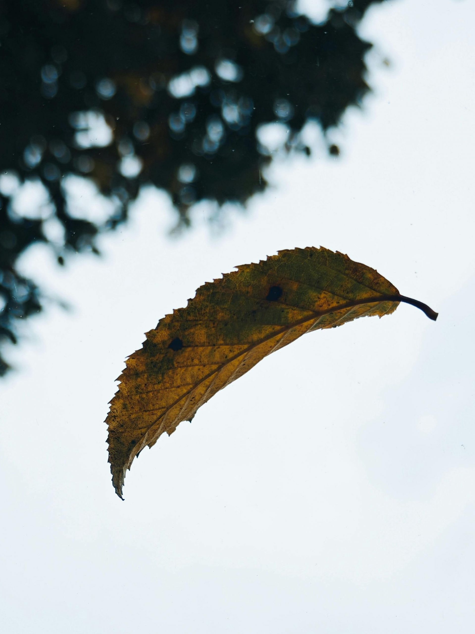 Ein Blatt weht durch die Luft.