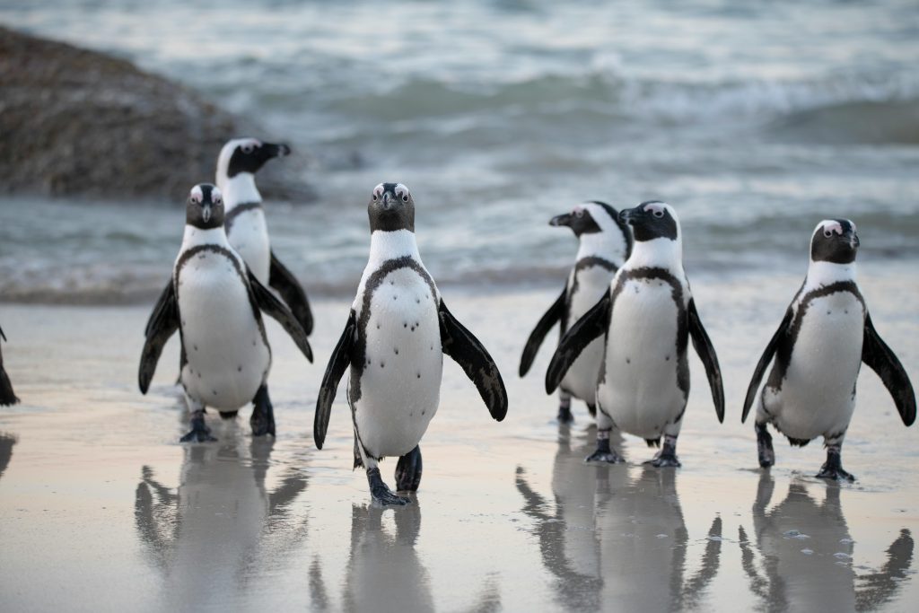 Eine Gruppe von Pinguinen läuft am Strand. Hinter ihnen befindet sich das Meer.