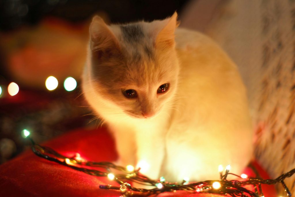 Auf einem roten Kissen sitzt eine weiße Babykatze.
Vor ihr liegt eine bunte Licherkette.
Es sieht aus, als würde sie kontemplativ darauf schauen.
Der untere Teil ihres Fells wird von den Lichtlein erhellt.