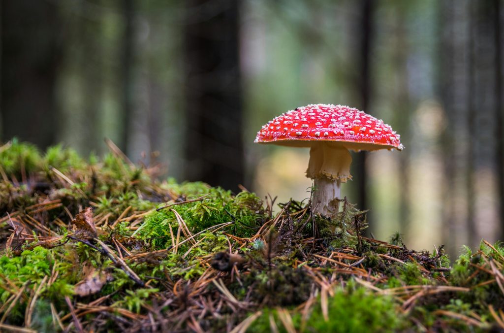 Moos mit heruntergefallenen Tannennadeln
Dahinter befinden sich unscharf Nadelbäume.
Darauf steht ein Fliegenpilz mit rotem Häubchen und weißen Punkten.