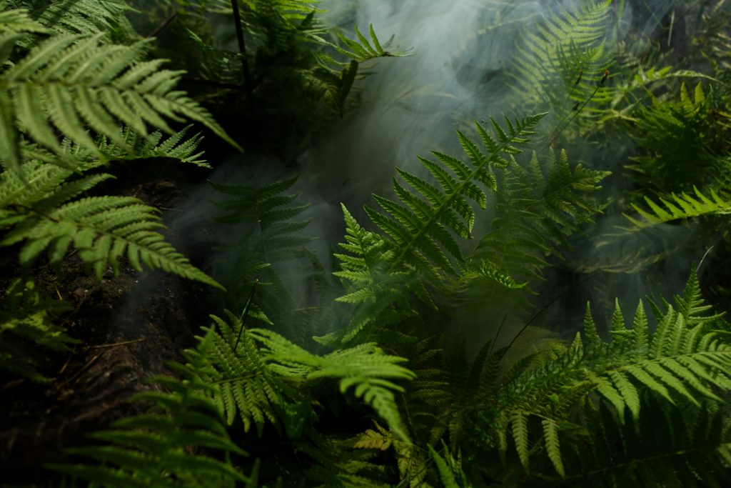 Mehrere Farnblätter, in denen dick der Nebel hängt.