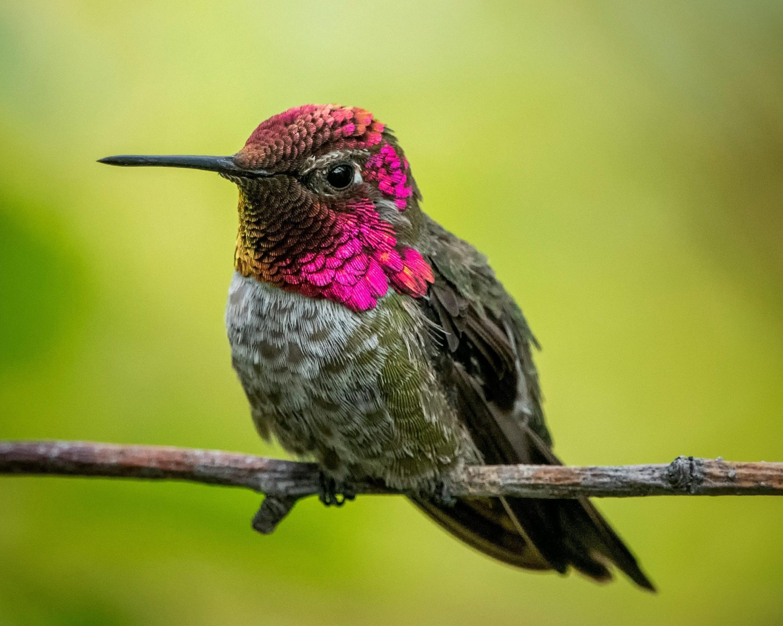 Ein Kolibri mit grün-grauem Bäuchlein und pinkschimmerndem Hals und Stirn sitze auf einem Ast.
Der Hintergrund ist lindgrün.