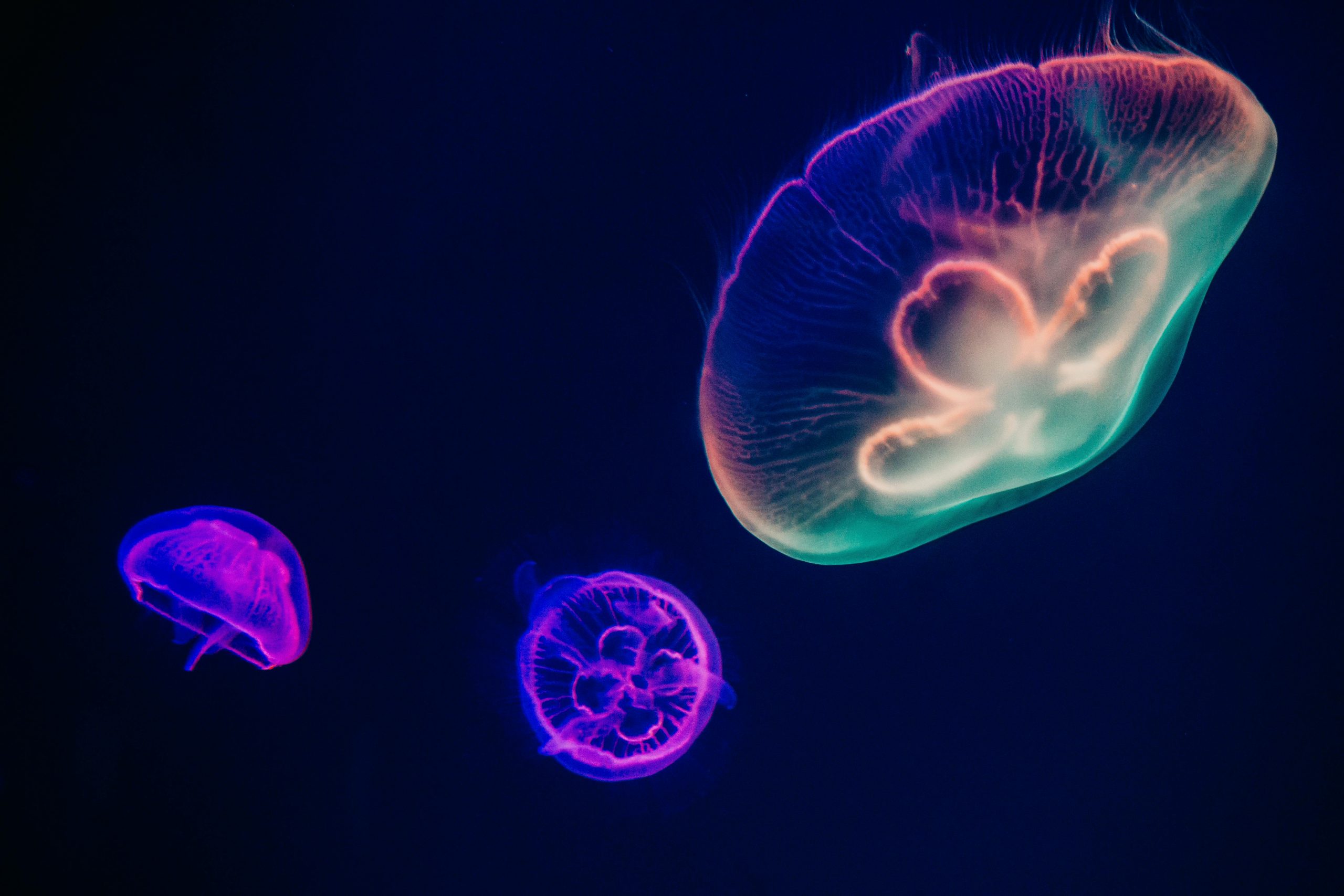 Unter Wasser:
Das Meer ist dunkelblau bis fast schon lila.
Darin schwimmen drei schöne Quallen.
Die zwei kleineren sind lila. Die dritte ist lila, rosa und türkis.