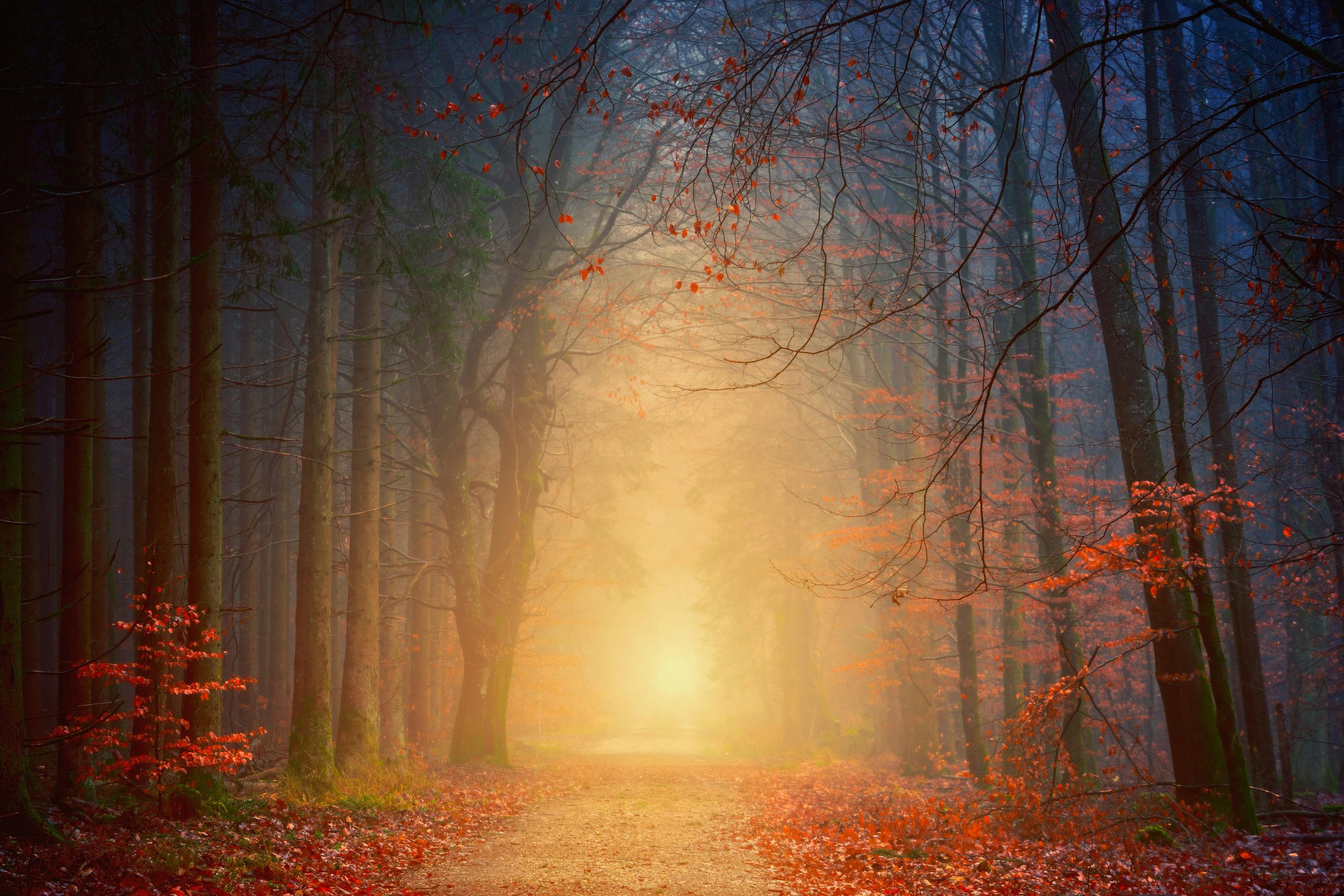 die Abendsonne scheint durch den nebligen Wald