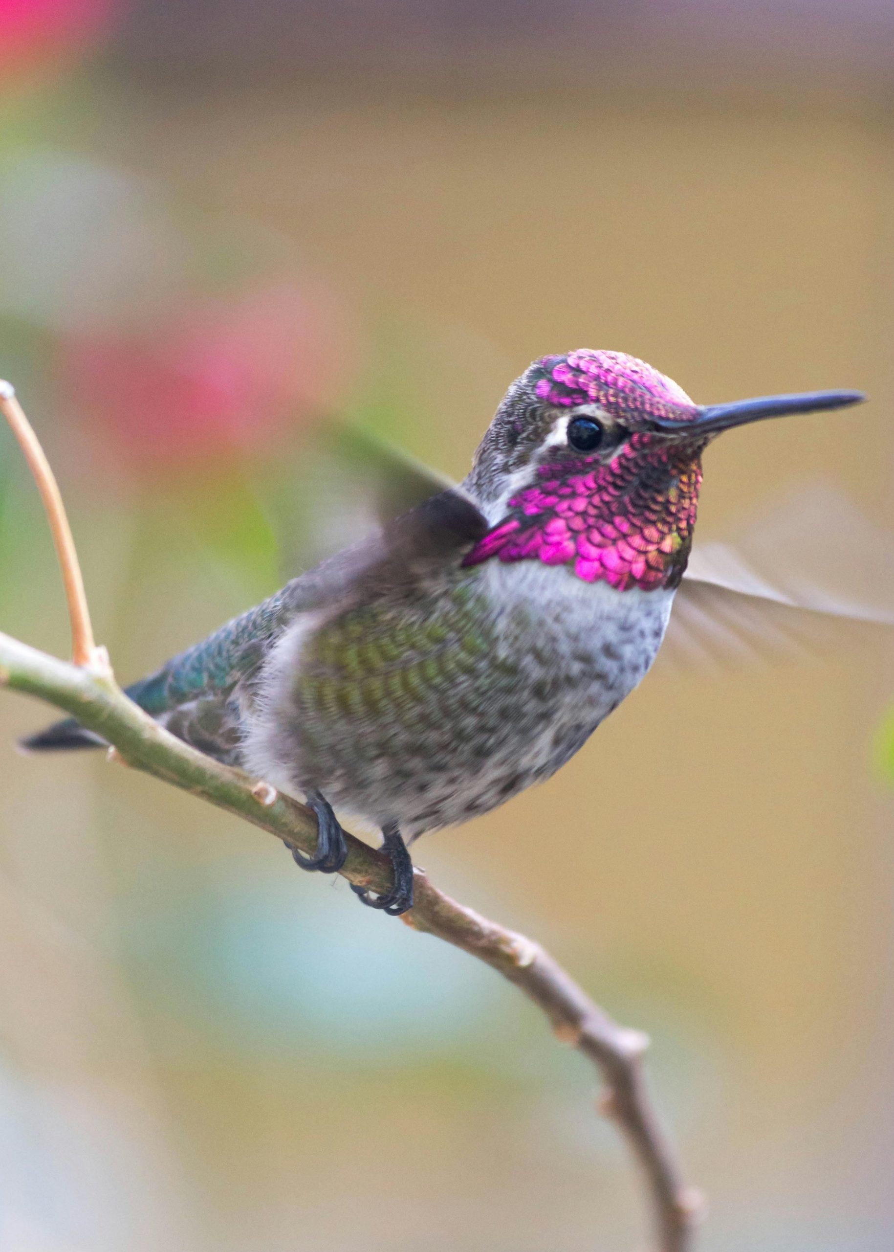 Ein Kolibri mit grauem Bauch und pinkem Hals und Stirn sitzt auf einem Ast und schlägt mit den Flügelchen.