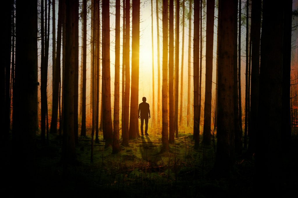 ein Wald mit kahlen, scwarzen Baumstämmen, die nah beieinander stehen
In der Mitte scheint hinter den Bäumen die Sonne und wirft ihr gold-gelbes Licht auf den Betrachter.
In der Mitte steht eine männliche Figur, von der man nur die weit entfernten, scwarzen Umrisse sieht.