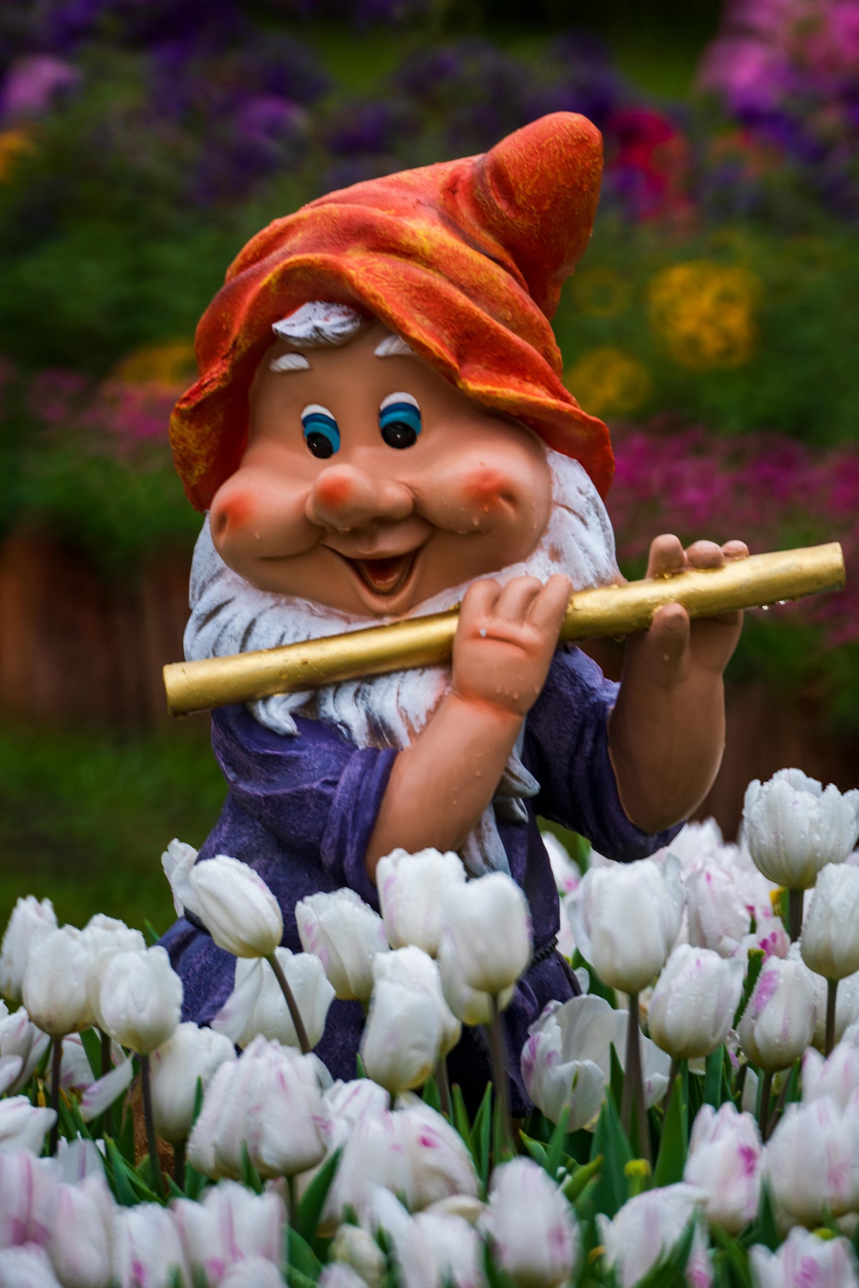 Auf einer Wiese mit weißen Tulpen steht ein Zwerg.
Er trägt eine orangefarbene Mütze, ein gelbes Jäckchen und spielt auf einer goldenen Flöte.
Er lächelt.
Hinter ihm befindet sich, unscharf, ein Blumenbeet mit gelben, rosanen, pinken und lilanen Blumen.