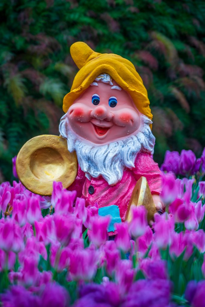 In einem Feld aus lauter pink-lilanen Tulpen steht ein Zwerg mit einer gelben Mütze, einem weißen Rauschebart und einem Instrument in den Händen.
Er lächelt breit.
