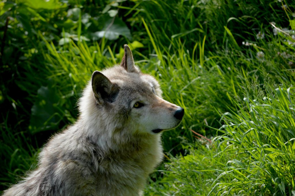 In der Wiese sitzt ein hellgrauer, wuscheliger Wolf mit Hundeblick.