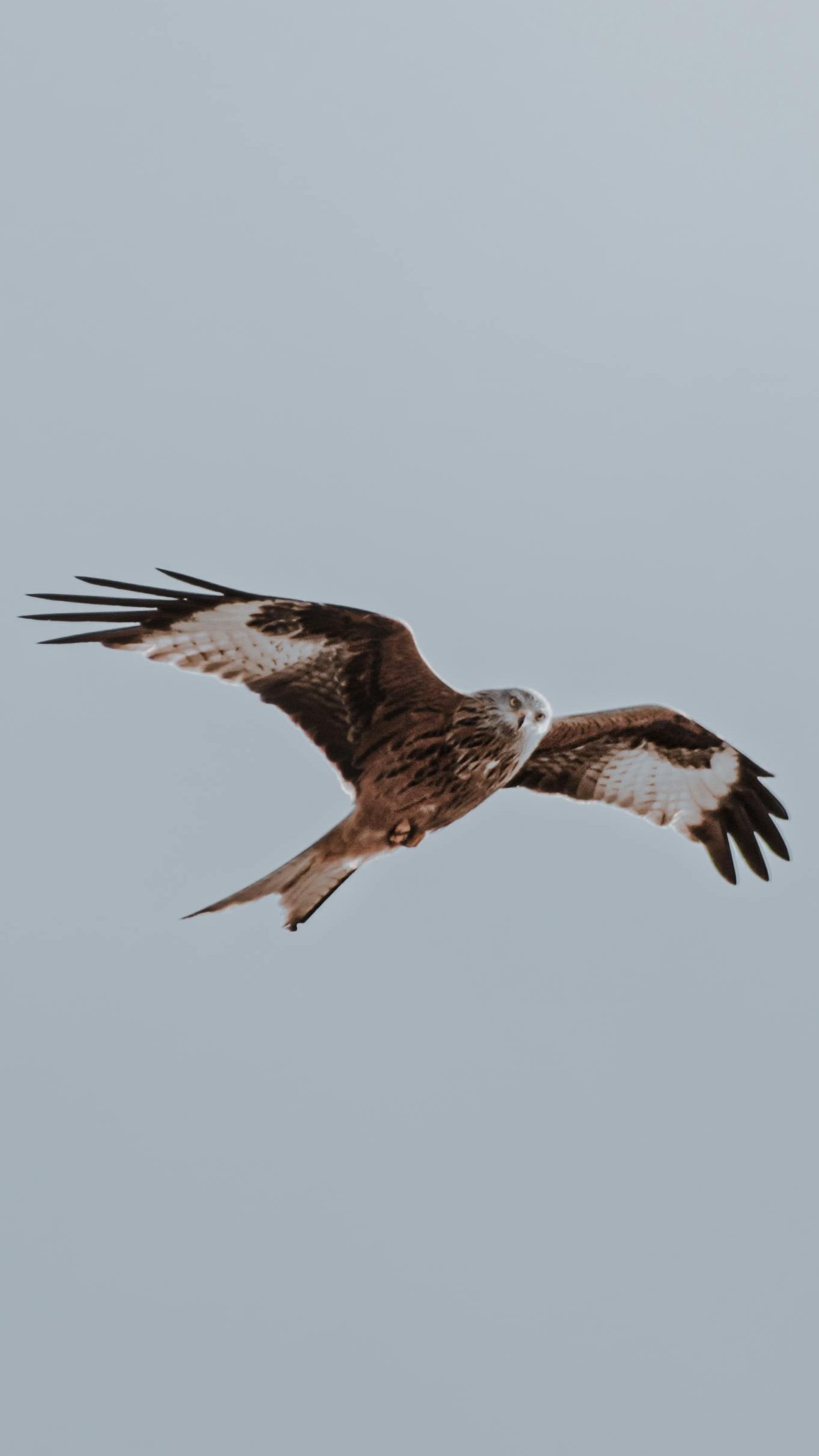 Ein Greifvogel fliegt mit weit ausgebreiteten Schwingen durch die Lüfte und sieht dabei nach unten.