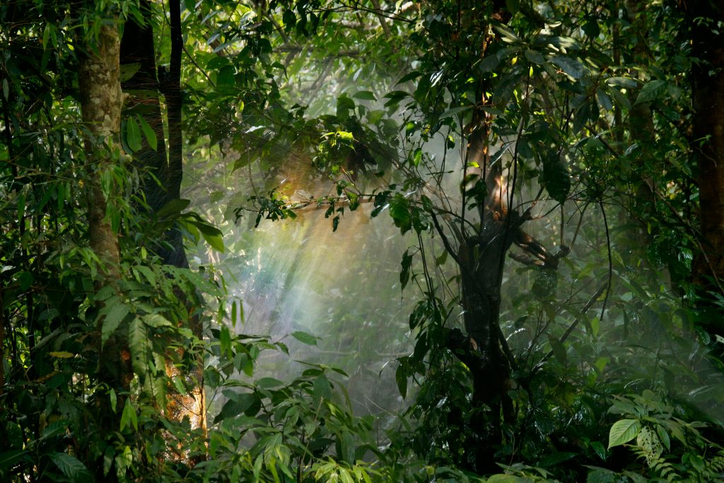 Ein wunderschöner Dschungel. Zwischen den Bäumen hängt etwas Nebel.
Die Sonnenstrahlen, die von oben herindringen zeichnen einen bunten Regenbogen in den Nebel.