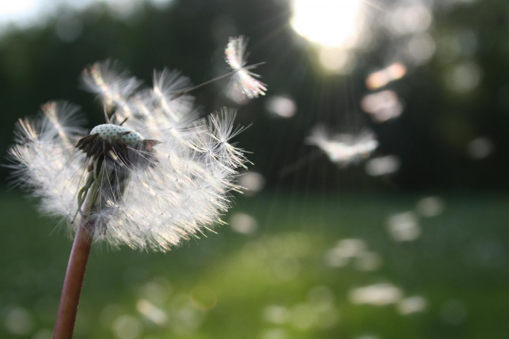 im Hintergrund sind verschwommen grüne Wiese und Bäume; im Vordergrund steht eine Löwenzahn-Pusteblume, von der der Wind einige "Schirmchen" davon trägt
