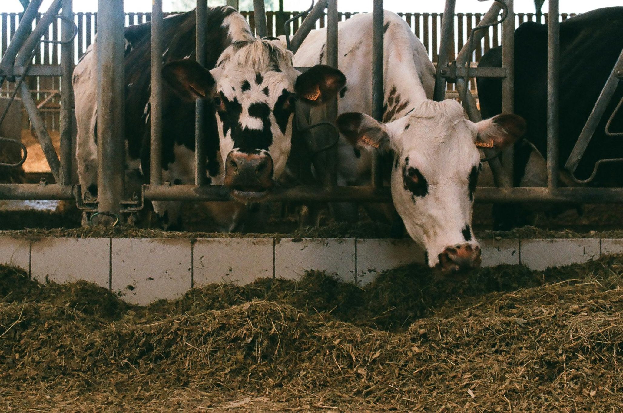 zwei weiß-schwarze Kühe in einem Stall beim Fressen