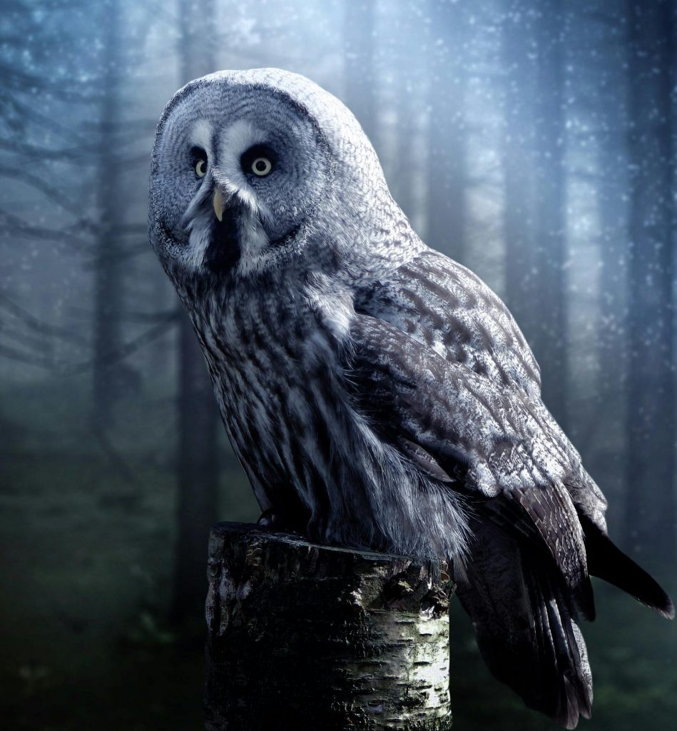 Ein großer weiß-grauer Uhu sitzt im dunklen Wald auf einem Baumstumpf.
Hinter ihm scheint das silberne Mondlicht durch die Bäume.