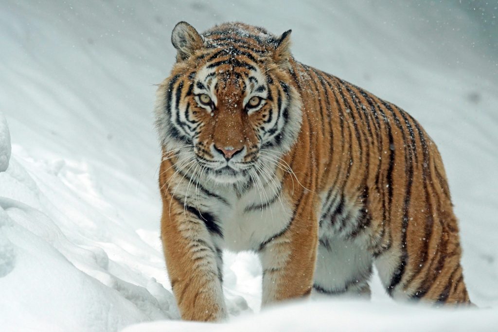 Aus tiefem Schnee kommt ein großer Tiger auf die Kamera zu.
Er blickt in die Kamera.