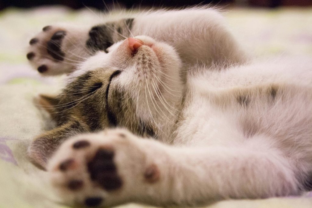 Eine Babykatze liegt auf dem Rücken. Sie hat die Augen geschlossen und die Vorderpfoten nach hinten gestreckt, so dass sie neben ihrem Kopf liegen.
Ihr Bauch ist weiß und ihr Kopf grau-beige.