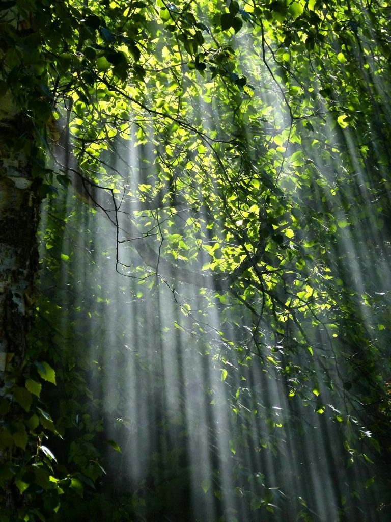Durch den grünen Wald scheint die Sonne. Ihre Strahlen zeichnen sich jeweils voneinander ab.