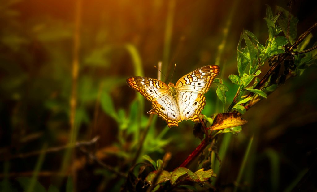 Ein zarter Schmetterling mit den Farben Weiß, Gelb, Braun, Orange und Schwarz sitzt auf einem Ast mit hellgrünen Blättchen.
Goldgelbes Sonnenlicht fällt auf ihn.