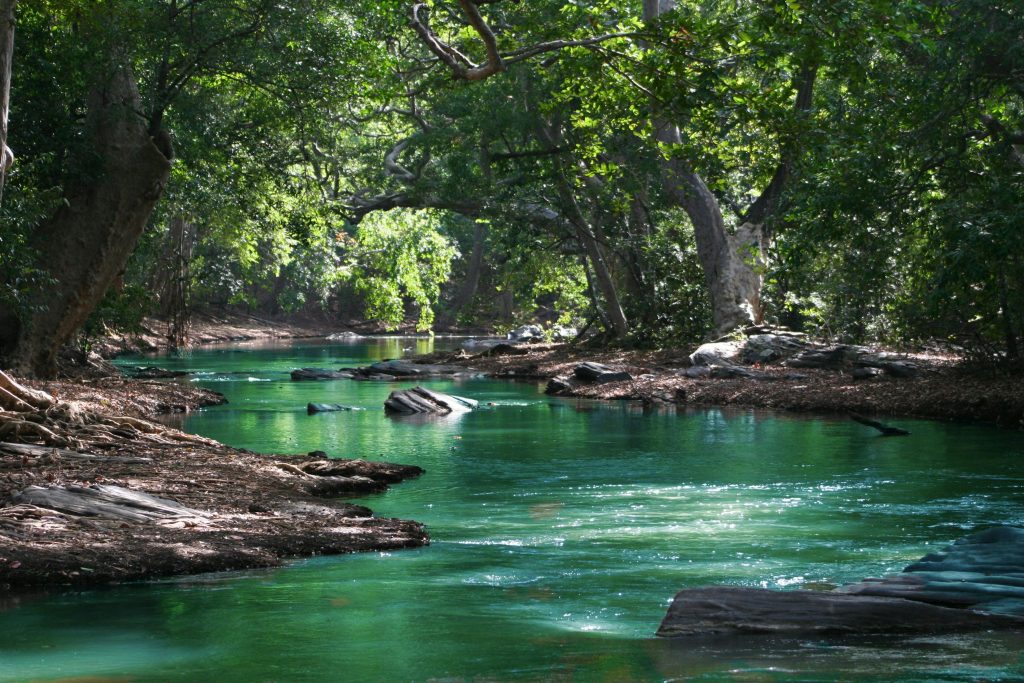 Durch einen grünen Laubwald mäandert ein türkisfarbener Fluss.
