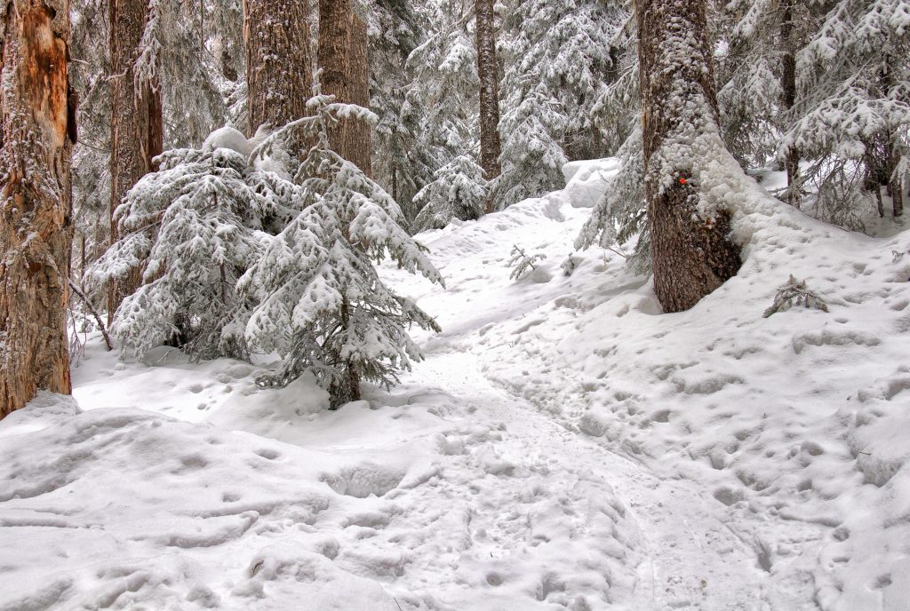 Man sieht einen schneebedeckten Waldboden und das untere Stück von schneebedeckten Nadelbäumen.
Durch den Schnee wurde ein kleines Weglein getrampelt.