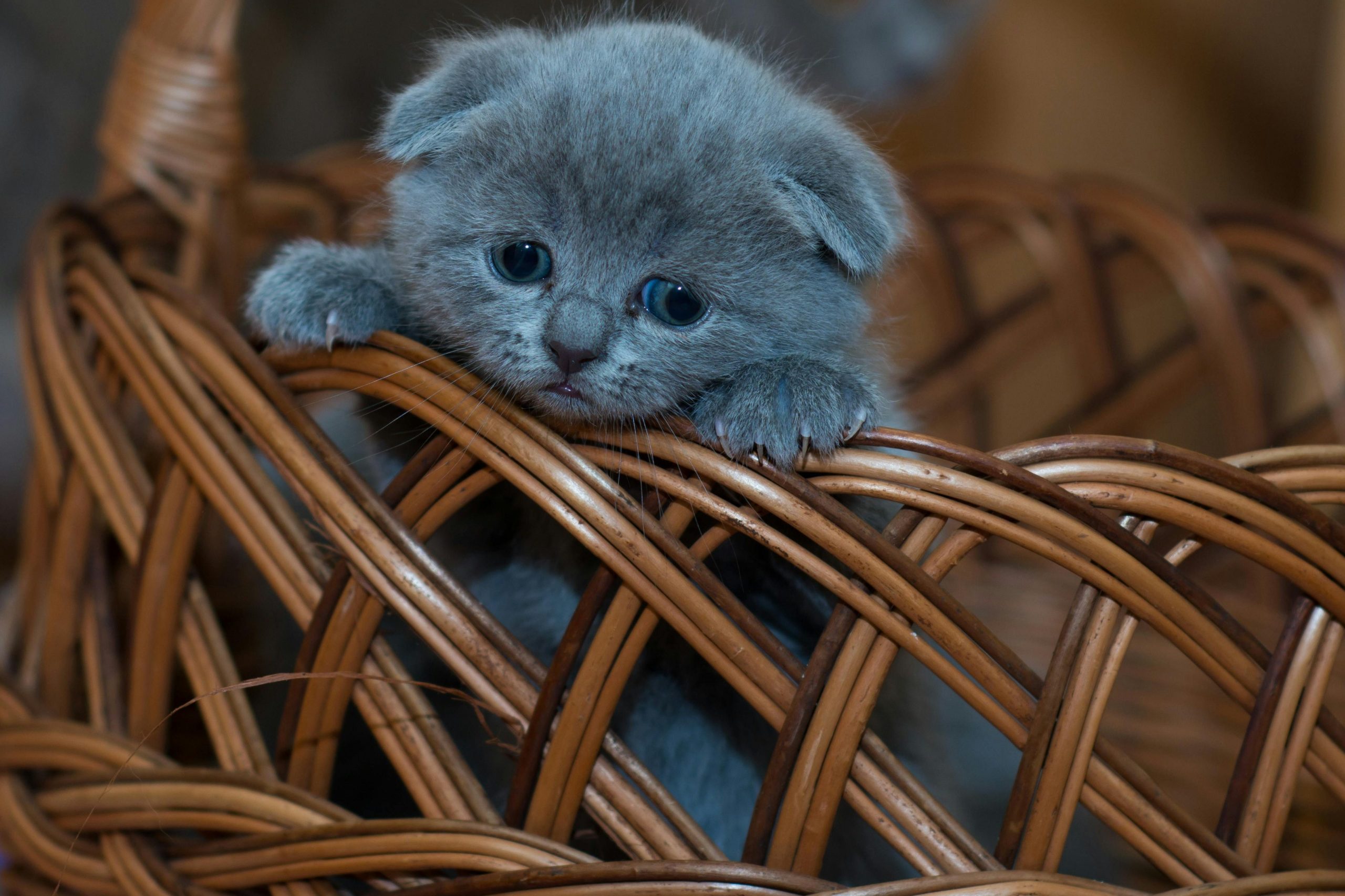 In einem dunkelbraunen Korb steht seine graue Babykatze mit dickem Fell und blauen Augen.
Sie steht auf ihren Hinterbeinen und stützt sich mit den Vorderbeinen am Rand des Korbes ab.