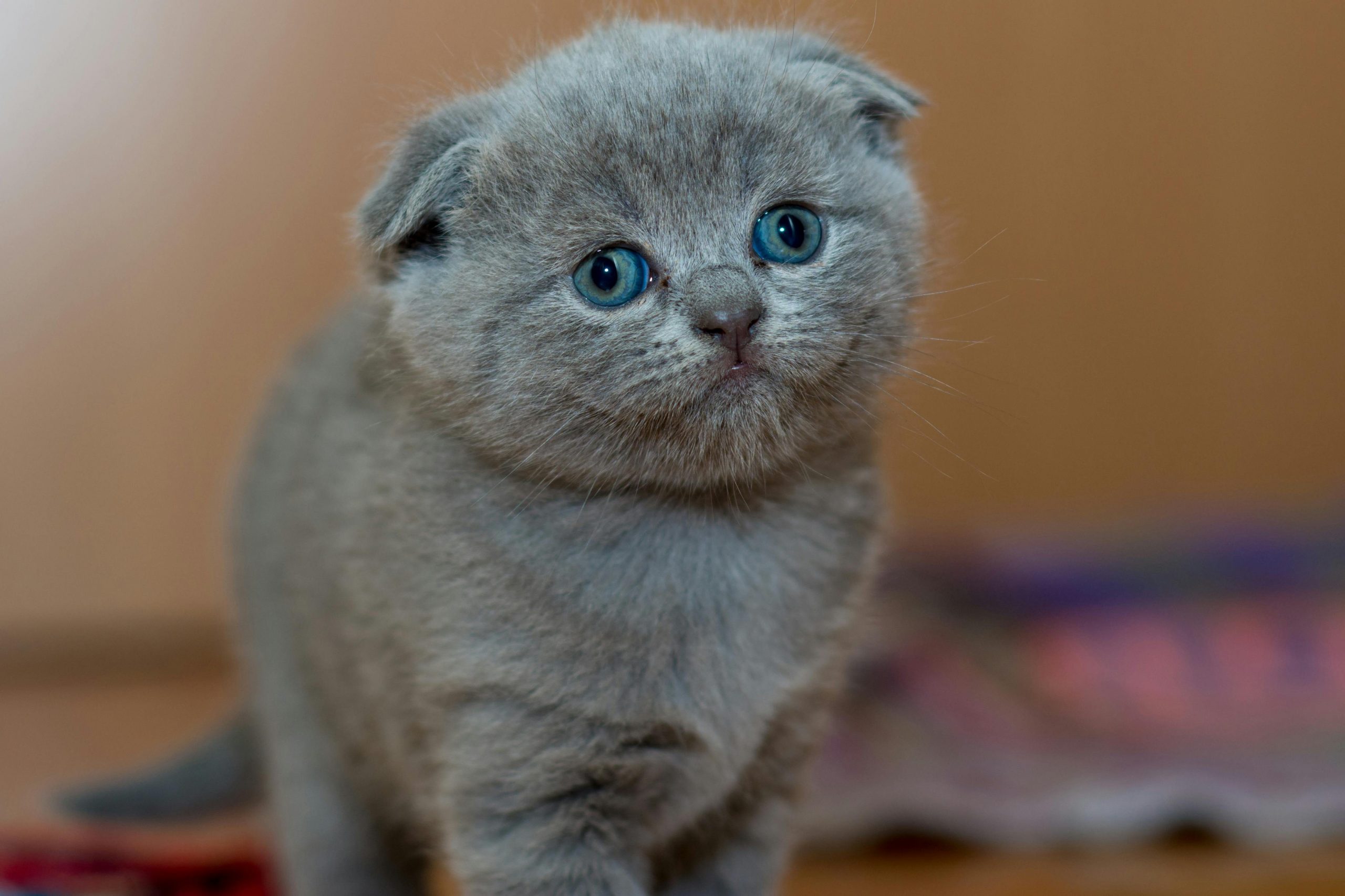 Eine kleine graue Babykatze mit dickem Fell und blauen Augen steht da und schaut in die Kamera.