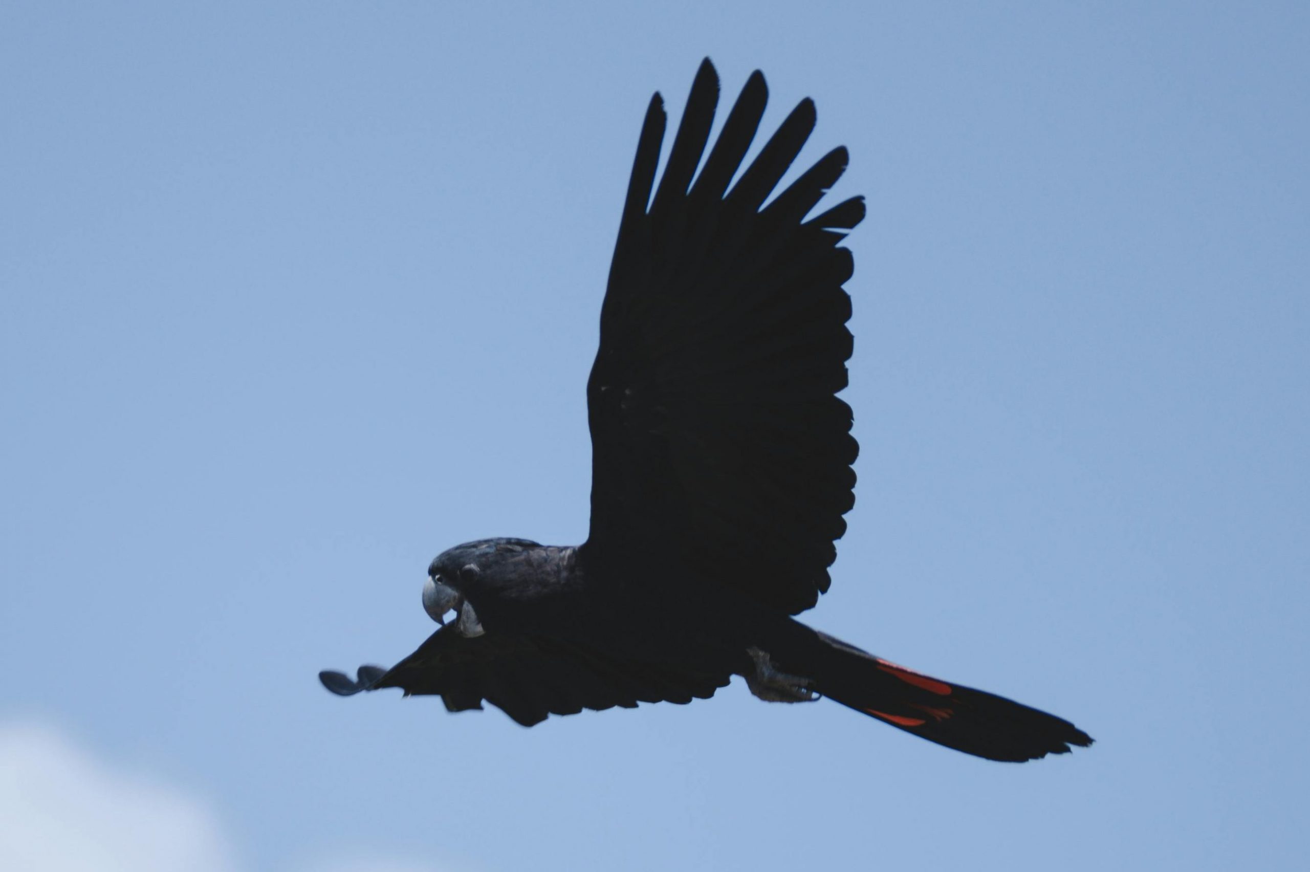 Vor einem hellblauen Himmel fliegt ein schwarzer Papagei.