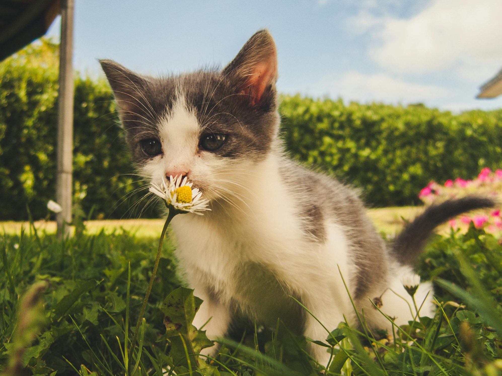 Auf einer grünen Wiese sitzt eine Babykatze.
Sie hat die Farben weiß und grau und schnuppert an einem Gänseblümchen.